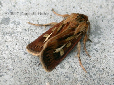 antler moth (Cerapteryx graminis) Kenneth Noble